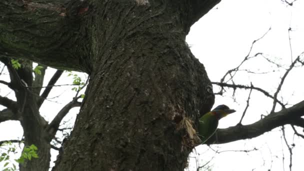 台湾的Barbet Megalaima Nuchalis Muller Barbet 一只五彩斑斓的小鸟在树上筑巢 Dan — 图库视频影像