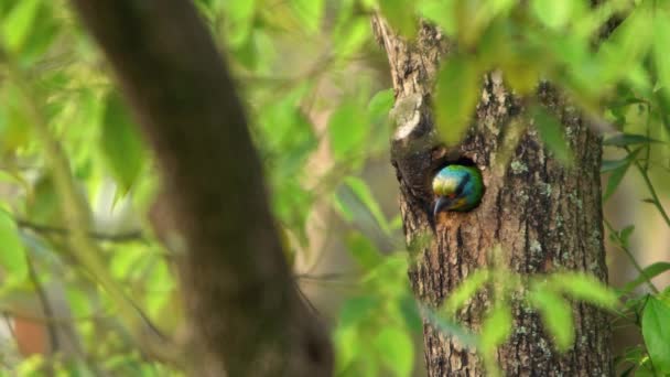 台北大安森林公園の木の穴の巣の中にある台湾のバーベットのスローモーション ミューラーのバーベットはカラフルな鳥です Megalima Nuchalisは台湾固有の種です — ストック動画