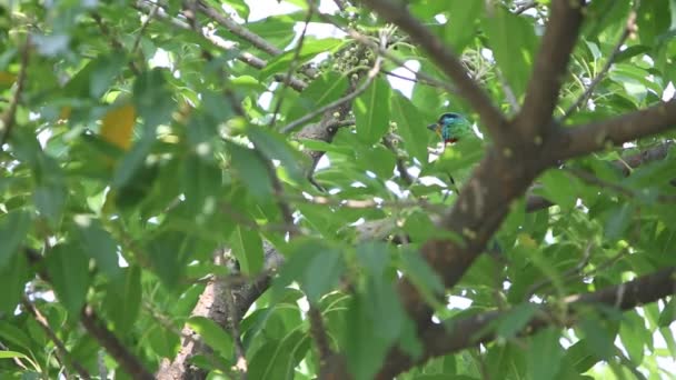 Een Vogel Taiwan Barbet Zingen Een Boom Megalaima Nuchalis Een — Stockvideo