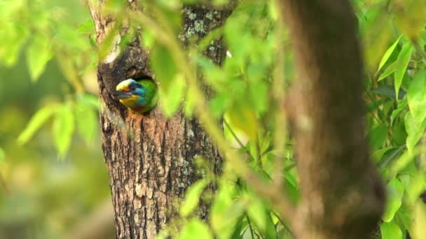 Movimento Lento Pássaro Taiwan Barbet Voar Ninho Buraco Árvore Taipei — Vídeo de Stock