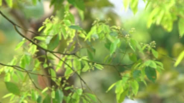 Mouvement Lent Oiseau Taiwan Barbet Intérieur Nid Trou Sur Arbre — Video