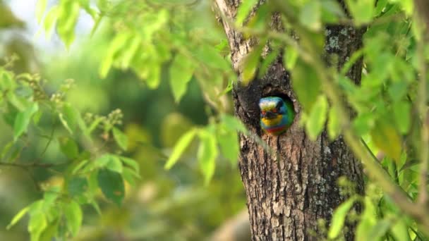 Taipei Daan Orman Parkı Ndaki Ağaçtaki Deliğin Içindeki Tayvan Barbet — Stok video