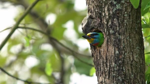 遅い鳥の動き台湾のバーベットは 台北大安森林公園の木の穴の巣から飛びます ミューラーのバーベットはカラフルな鳥です Megalima Nuchalisは台湾固有の種です — ストック動画