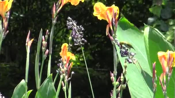 Occhio Bianco Giapponese Zosterops Japonicus Simplex Sta Mangiando Una Pianta — Video Stock