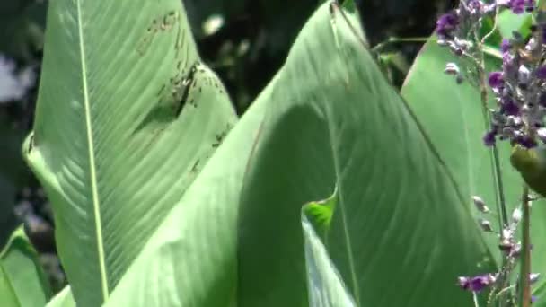 日本白眼动物 Zosterops Japonicus Simplex 正在台湾的公园里吃一种紫色的花 梅吉罗是一种小的番石榴鸟 产于东亚 上面有橄榄绿的果皮 — 图库视频影像