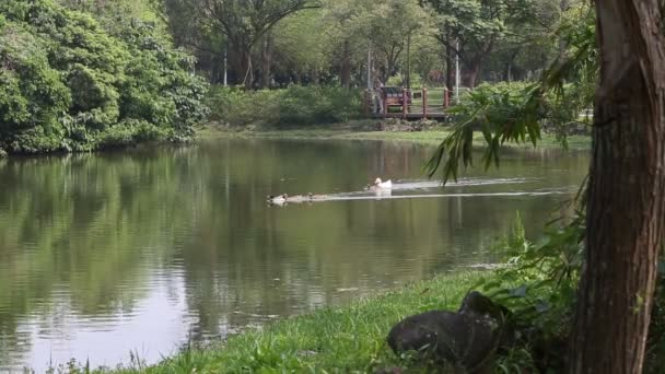 Frumoasă Vedere Lacul Din Parcul Pădurii Daan Capitala Taipei Din — Videoclip de stoc