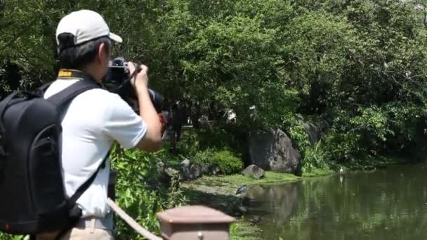 Nycticorax Nycticorax Svartkrönt Natt Heron Och Egretta Garzetta Lite Egret — Stockvideo