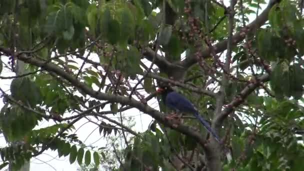 4K中国英语学习网台湾一只成年的蓝色喜鹊 又名台湾喜鹊 栖息在台北公园的一棵树上 它是台湾特有的物种 生活在台湾的山区 — 图库视频影像