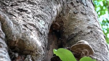 Yavaş çekim, küçük Asya eşekarısı Tamarixia radyatör dansına yakın çekim, Asya turunçgil döngüsü paraziti bal peteğinin yakınındaki bir ağaç deliğinde uçuyor ve Kamboçya 'da bir mantar.