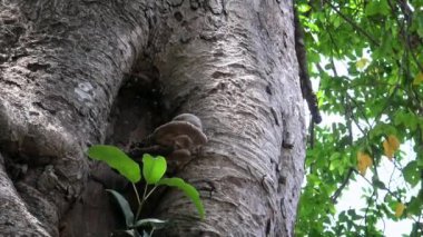 Minik Asya eşekarısı Tamarixia radyatör dansına yakınlaş, Asya turunçgiller, kist kapağı paraziti bal peteğinin yakınındaki bir ağaç deliğinde uçuyor ve Kamboçya 'daki Mebon Siem Reap' te bir mantar.