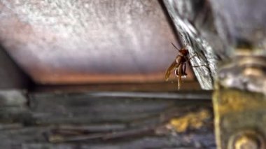 Tayvan 'da, Vespa velutina olarak da bilinen Asya' nın dev eşekarısının ağır çekimleri. Asya ülkesinde metal kaplamalara bağlanmış odunlarla çevrili bir evin çatısındaki büyük kırmızı bir eşekarısının ayrıntıları.