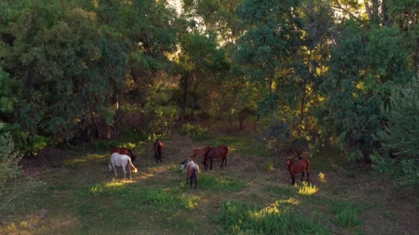 4K, Vue de dessus aérienne des chevaux dans les beaux champs d'Espagne à l'heure du coucher du soleil. Troupeau de chevaux de race pure mangeant de l'herbe dans un jour de printemps. - Dan 
