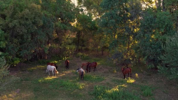 Vista Superior Aérea Caballos Los Hermosos Campos España Atardecer Manada — Vídeos de Stock