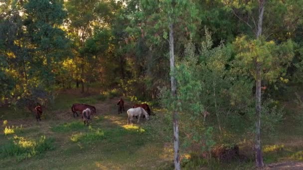 4K, Vue de dessus aérienne des chevaux dans les beaux champs d'Espagne à l'heure du coucher du soleil. Troupeau de chevaux de race pure mangeant de l'herbe dans un jour de printemps. - Dan 