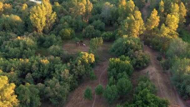 Luftaufnahme Von Pferden Den Wunderschönen Feldern Spaniens Bei Sonnenuntergang Herde — Stockvideo