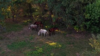 4K, gün batımında İspanya 'nın güzel tarlalarında at manzaralı. Bir bahar günü çim yiyen safkan at sürüsü.