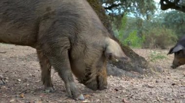 4K, İspanya 'nın Extremadura otlağındaki meşe ağaçları arasında otlayan Siyah İber domuzları. İspanyol domuzları tarlada meşe palamudu yiyor. Domuz sürüsü yeşil bir çayırda otluyor. Dan.