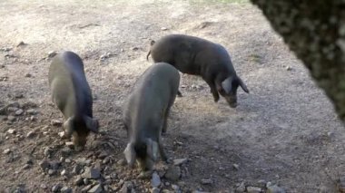 4K, İspanya 'nın Extremadura otlağındaki meşe ağaçları arasında otlayan Siyah İber domuzları. İspanyol domuzları tarlada meşe palamudu yiyor. Domuz sürüsü yeşil bir çayırda otluyor. Dan.