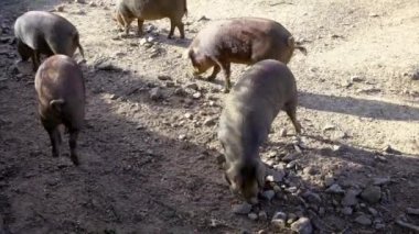 4K, İspanya 'nın Extremadura otlağındaki meşe ağaçları arasında otlayan Siyah İber domuzları. İspanyol domuzları tarlada meşe palamudu yiyor. Domuz sürüsü yeşil bir çayırda otluyor. Dan.