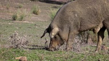 4K, İspanya 'nın Extremadura otlağındaki meşe ağaçları arasında otlayan Siyah İber domuzları. İspanyol domuzları tarlada meşe palamudu yiyor. Domuz sürüsü yeşil bir çayırda otluyor. Dan.