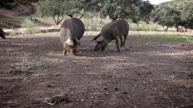 4K, İspanya 'nın Extremadura otlağındaki meşe ağaçları arasında otlayan Siyah İber domuzları. İspanyol domuzları tarlada meşe palamudu yiyor. Domuz sürüsü yeşil bir çayırda otluyor. Dan.