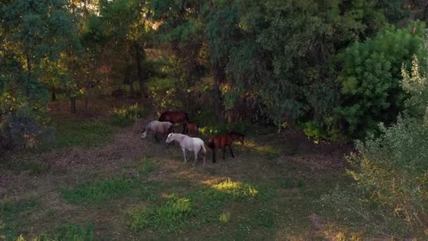 Ovanifrån Hästar Vackra Fälten Spanien Vid Solnedgången Hjord Fullblod Hästar — Stockvideo