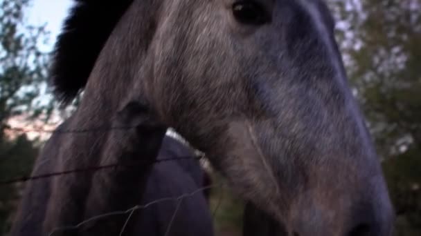 Mouvement lent du cheval blanc tournant la tête dans la ferme d'Espagne. Gros plan magnifique cheval derrière une clôture métallique avec des arbres dans le fond .-Dan 