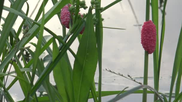 台北市の湖の植物にあるポマセアのカナリカータの4K卵 りんごのカタツムリ — ストック動画