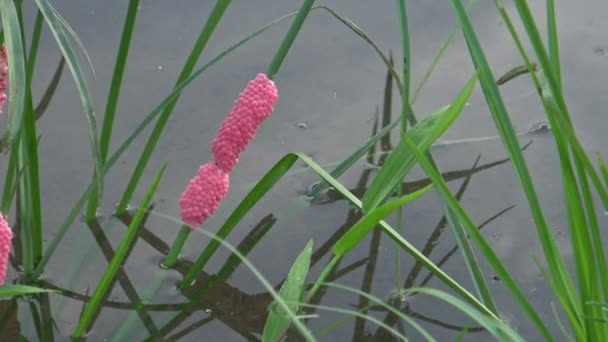 Huevos Pomacea Canaliculata Una Planta Del Lago Ciudad Taipei Manzana — Vídeos de Stock