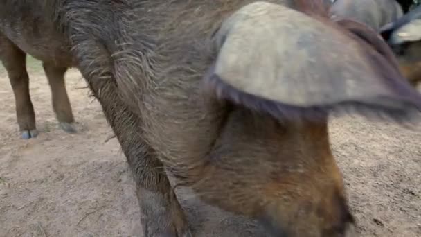 Cerdos Negros Ibéricos Pastando Entre Los Robles Los Pastizales Extremadura — Vídeos de Stock