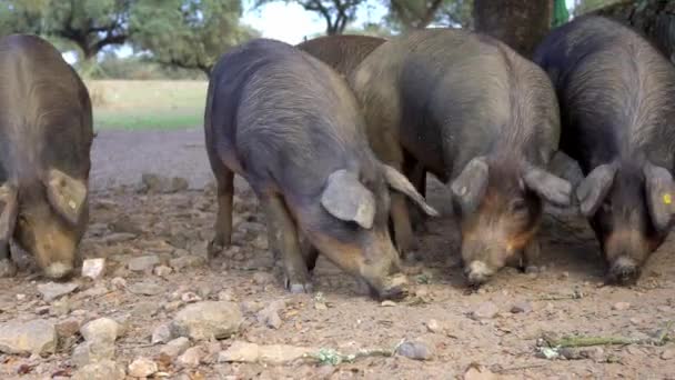 Maiali Iberici Neri Che Pascolano Tra Querce Nella Prateria Dell — Video Stock