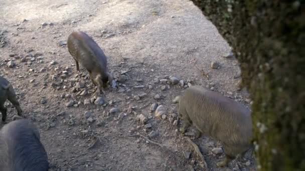 Maiali Iberici Neri Che Pascolano Tra Querce Nella Prateria Dell — Video Stock