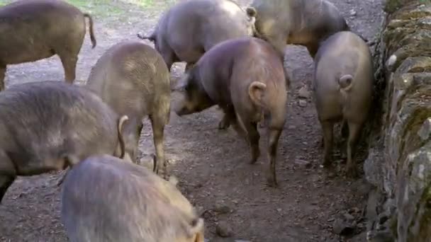 Cochons Ibériques Noirs Pâturant Travers Les Chênes Dans Les Prairies — Video