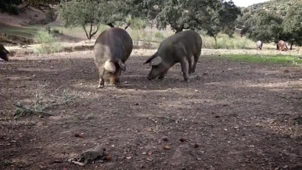 在西班牙埃斯特雷马杜拉草原的橡树上吃草的伊比利亚黑人猪 西班牙猪在田里吃橡子 在绿草地上放牧的猪群 — 图库视频影像