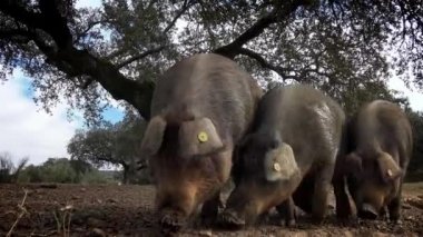 4K, İspanya 'nın Extremadura otlağındaki meşe ağaçları arasında otlayan Siyah İber domuzları. İspanyol domuzları tarlada meşe palamudu yiyor. Domuz sürüsü yeşil bir çayırda otluyor. Dan.