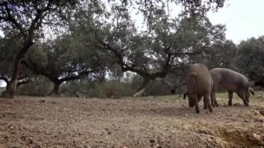 4K, İspanya 'nın Extremadura otlağındaki meşe ağaçları arasında otlayan Siyah İber domuzları. İspanyol domuzları tarlada meşe palamudu yiyor. Domuz sürüsü yeşil bir çayırda otluyor. Dan.