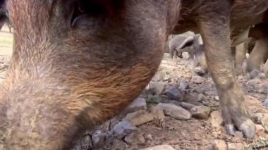 4K, İspanya 'nın Extremadura otlağındaki meşe ağaçları arasında otlayan Siyah İber domuzları. İspanyol domuzları tarlada meşe palamudu yiyor. Domuz sürüsü yeşil bir çayırda otluyor. Dan.