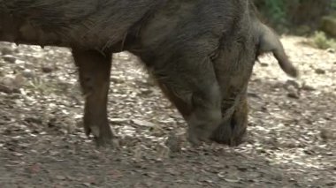 İspanya 'nın Extremadura otlağındaki meşe ağaçları arasında otlayan Siyah İber domuzlarının Yavaş Hareketi. Endülüs 'te palamut yiyen İspanyol domuzları. Domuz sürüsü yeşil bir çayırda otluyor. Dan.