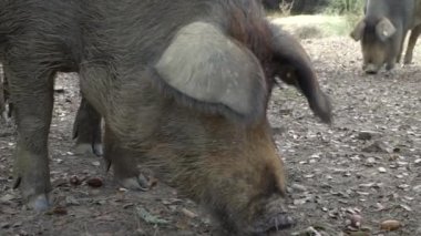 İspanya 'nın Extremadura otlağındaki meşe ağaçları arasında otlayan Siyah İber domuzlarının Yavaş Hareketi. Endülüs 'te palamut yiyen İspanyol domuzları. Domuz sürüsü yeşil bir çayırda otluyor. Dan.
