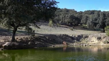 4K, İspanya 'nın Extremadura otlağındaki gölden su içen siyah İber domuzları. İspanyol domuzları tarladaki meşe ağaçlarının arasında otluyor. Domuz sürüsü Dan Nehri 'nden su içer.