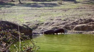 4K, İspanya 'nın Extremadura otlağındaki gölden su içen siyah İber domuzları. İspanyol domuzları tarladaki meşe ağaçlarının arasında otluyor. Domuz sürüsü Dan Nehri 'nden su içer.