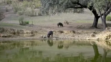 4K, İspanya 'nın Extremadura otlağındaki gölden su içen siyah İber domuzları. İspanyol domuzları tarladaki meşe ağaçlarının arasında otluyor. Domuz sürüsü Dan Nehri 'nden su içer.