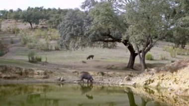 4K, İspanya 'nın Extremadura otlağındaki gölden su içen siyah İber domuzları. İspanyol domuzları tarladaki meşe ağaçlarının arasında otluyor. Domuz sürüsü Dan Nehri 'nden su içer.