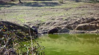 İspanya 'nın Extremadura otlağındaki gölden su içen siyah İber domuzları. İspanyol domuzları tarladaki meşe ağaçlarının arasında otluyor. Domuz sürüsü Dan Nehri 'nden su içer.