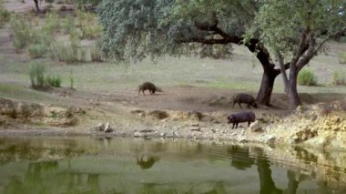 4K, İspanya 'nın Extremadura otlağındaki gölden su içen siyah İber domuzları. İspanyol domuzları tarladaki meşe ağaçlarının arasında otluyor. Domuz sürüsü Dan Nehri 'nden su içer.