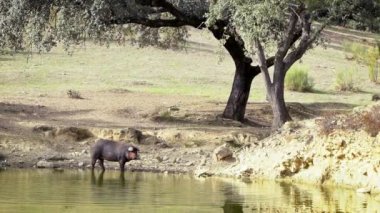 İspanya 'nın Extremadura gölünde su içen İber Domuzlarının Yavaş Hareketi. İspanyol domuzları tarladaki meşe ağaçlarının arasında otluyor. Domuz sürüsü Dan Nehri 'nden su içer.