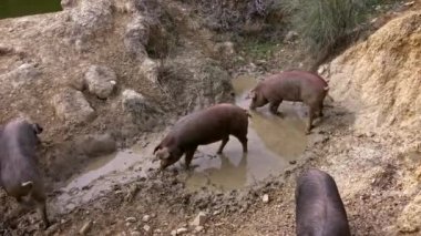 4K, Siyah İber domuzları İspanya 'nın Extremadura otlağında çamurun tadını çıkarıyorlar. İspanyol domuzları çamur göleti tarlaları döşüyorlar. Domuz sürüsü kalın ve pis kille oynuyor. tarım çiftliği Dan