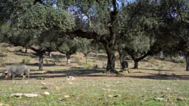 4K, Extremadura otlağındaki meşe ağaçları arasında otlayan Siyah İber domuzları. İspanya dehesa manzarası. İspanyol domuzları bir kış günü tarlada. Tarım Çiftliği Dan
