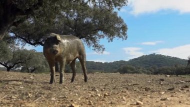 4K, Extremadura otlağındaki meşe ağaçları arasında otlayan Siyah İber domuzları. İspanya dehesa manzarası. İspanyol domuzları bir kış günü tarlada. Tarım Çiftliği Dan