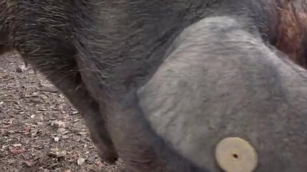 Cochons Ibériques Noirs Pâturant Travers Les Chênes Dans Les Prairies — Video